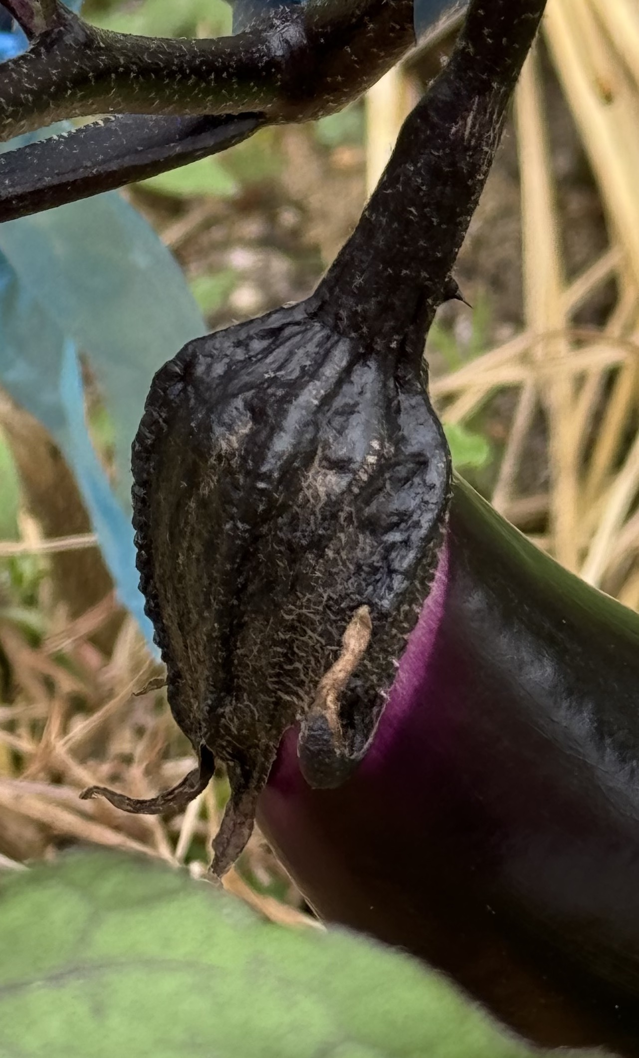 photo 20240617 eggplant